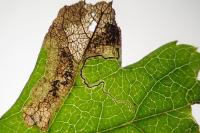 Stigmella hybnerella