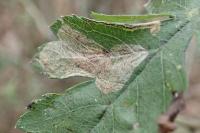 Phyllonorycter corylifoliella