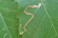 Stigmella samiatella