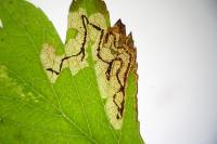 Stigmella regiella