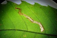 Stigmella samiatella