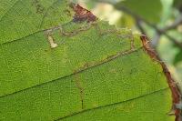 Stigmella microtheriella