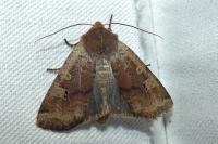 Conistra erythrocephala