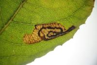 Stigmella salicis