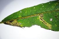 Stigmella salicis