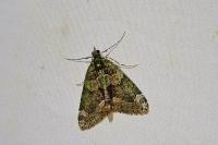 Chloroclysta siterata
