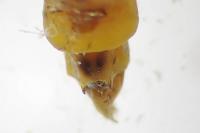 Epirrita dilutata
