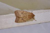 Sunira circellaris