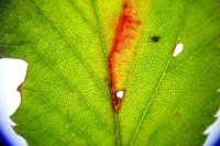 Ectoedemia erythrogenella
