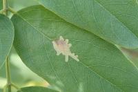 Parectopa robiniella