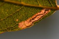 Stigmella salicis