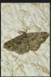 Peribatodes ilicaria