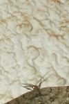 Peribatodes ilicaria