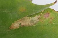 Phyllonorycter platani