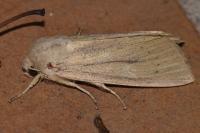 Rhizedra lutosa