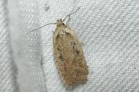 Agonopterix scopariella