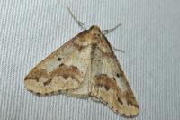 Erannis defoliaria