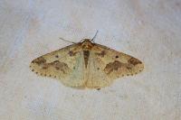 Erannis defoliaria