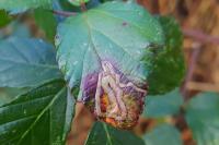 Stigmella aurella