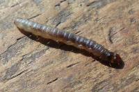 Esperia sulphurella