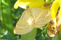 Camptogramma bilineata