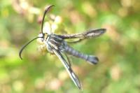 Pyropteron meriaeforme