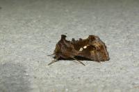 Chrysodeixis chalcites