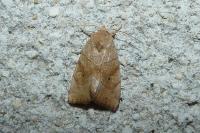Cosmia trapezina