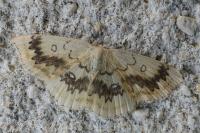 Cyclophora annularia
