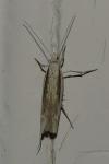 Ypsolopha mucronella