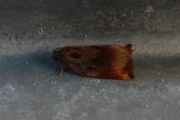 Archips podana