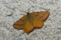Lythria purpuraria