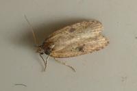 Agonopterix subpropinquella