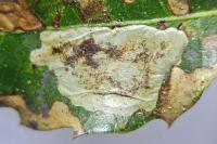Phyllonorycter belotella