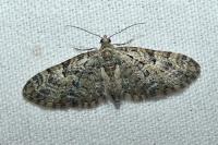 Eupithecia dodoneata