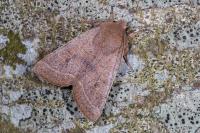 Orthosia cerasi