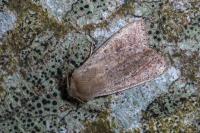 Orthosia cruda