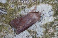 Orthosia incerta