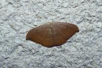Watsonalla uncinula
