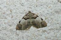 Anticlea derivata