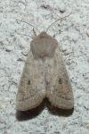 Orthosia gracilis