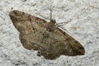 Peribatodes rhomboidaria