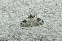 Xanthorhoe fluctuata