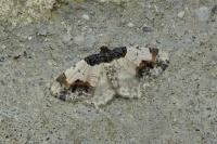 Ligdia adustata