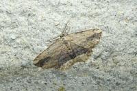 Menophra abruptaria