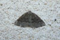 Aleucis distinctata