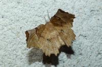 Selenia lunularia