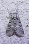 Drymonia ruficornis