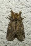 Peridea anceps