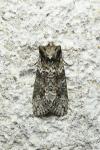 Polyploca ridens